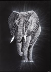 White Elephant 53x73cm schwarz gerahmt
