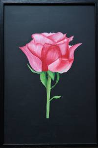Wolle Rose kaufen 40x60cm